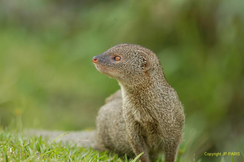 Small Asian Mongoose